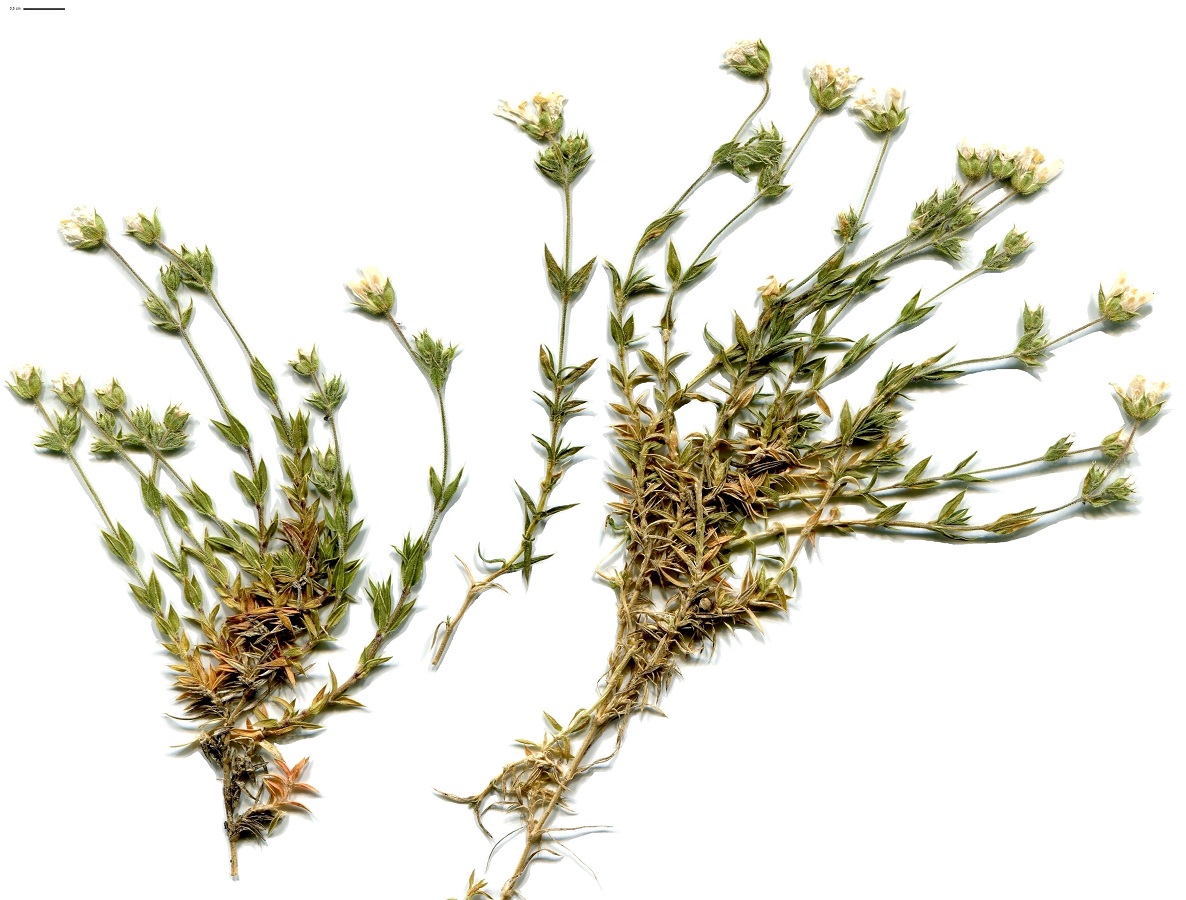 Arenaria grandiflora subsp. grandiflora (Caryophyllaceae)